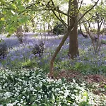La Parenthese Bois De Cise